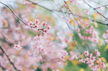 Kiraz çiçeği ve Sakura duvar kağıdı.