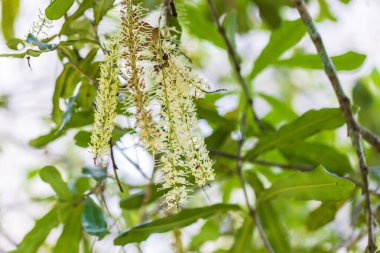 Macadamia fındıkları hasat için hazır.