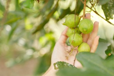 Macadamia fındıkları hasat için hazır.