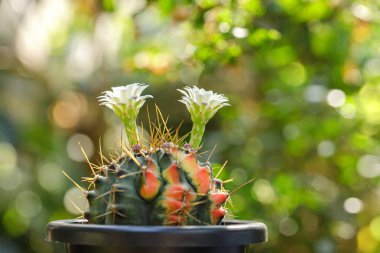 Güzel renkli kaktüs Gymnocalycium mihanovichii