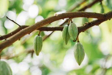 Kakao Ağacı (Theobroma kakaosu). Doğada organik kakao meyve kabukları.