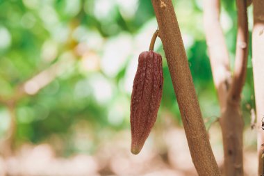 Kakao Ağacı (Theobroma kakaosu). Doğada organik kakao meyve kabukları.