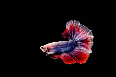 Beta balığı, siyam dövüşü, siyah arka planda izole edilmiş ihtişamlı bahis.