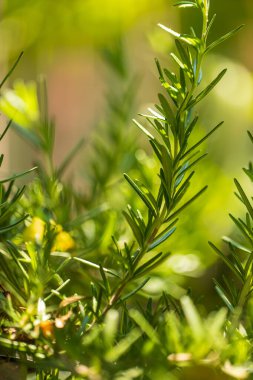 Taze Rosemary Herb dışarıda yetişiyor. Biberiye yaprakları Yakın plan.