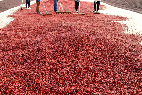 Kahve çekirdekleri güneşte kuruyor. Kahve çiftliğindeki kahve tarlaları