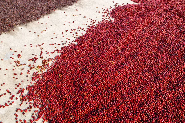 Grãos Café Secando Sol Plantações Café Fazenda Café — Fotografia de Stock