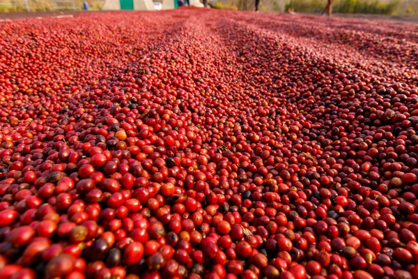 Grãos Café Secando Sol Plantações Café Fazenda Café — Fotografia de Stock