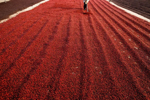 コーヒー豆は太陽の下で乾燥する コーヒー農園のコーヒー農園 — ストック写真