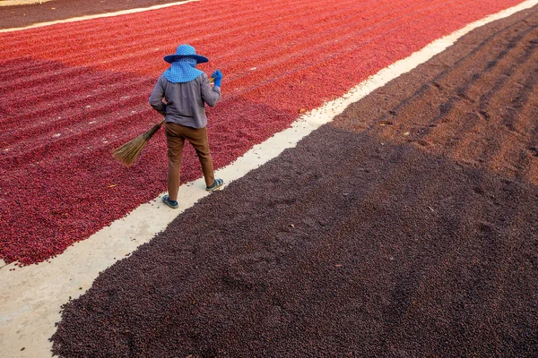 Grãos Café Secando Sol Plantações Café Fazenda Café — Fotografia de Stock