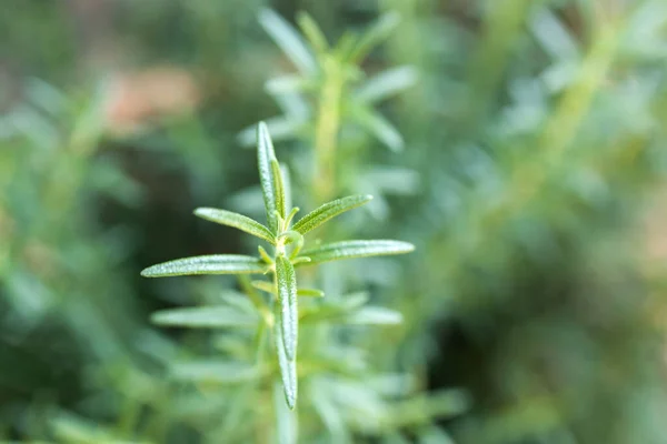 新鲜的迷迭香药草生长在室外 迷迭香树叶特写 — 图库照片