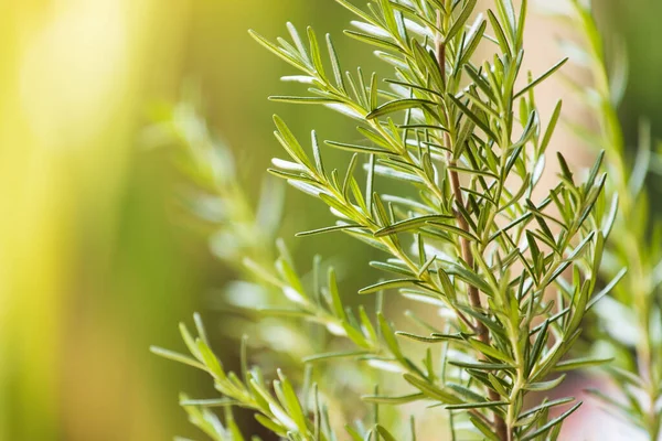 新鲜的迷迭香药草生长在室外 迷迭香树叶特写 — 图库照片