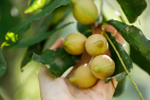 Macadamia fındıkları hasat için hazır.