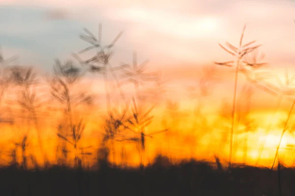 Närbild Vit Blomma Fält Med Soluppgång Bakgrund — Stockfoto