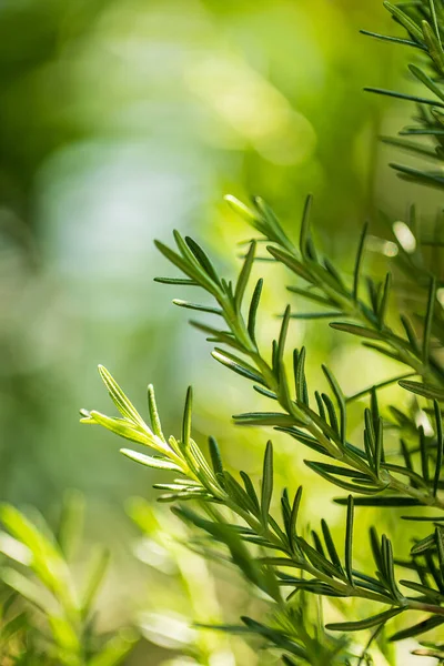 新鲜的迷迭香药草生长在室外 迷迭香树叶特写 — 图库照片