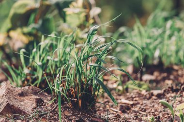 Genç yeşil fidan, yanan ağaçlar dikiyor.