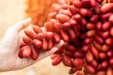 Hurma dalları, olgunlaşmış hurma ağaçları.