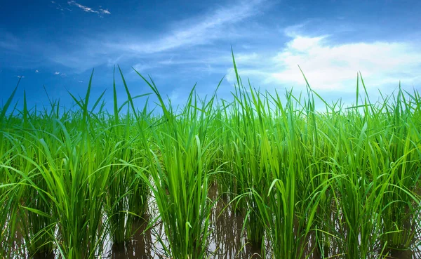 Campos Arroz Terraços Fazenda Plantação Uma Fazenda Arroz Asiático Orgânico — Fotografia de Stock