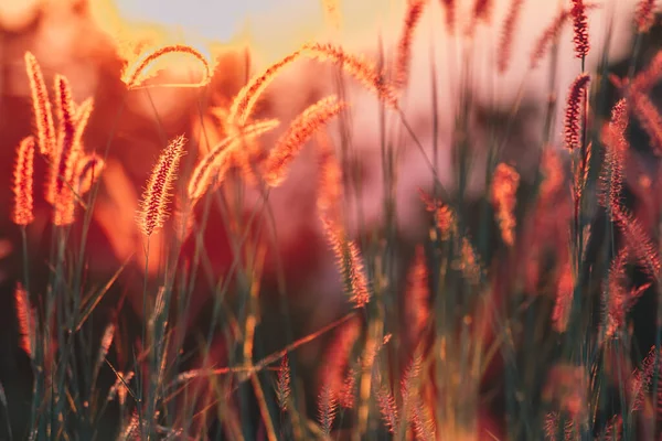 Nahaufnahme Weiße Blume Feld Mit Sonnenaufgang Hintergrund — Stockfoto