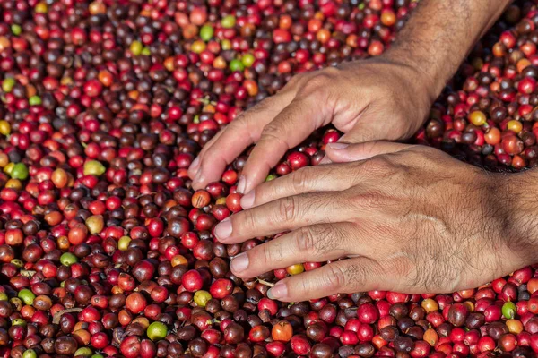 Bagas Café Arábica Frescas Fazenda Café Orgânico — Fotografia de Stock