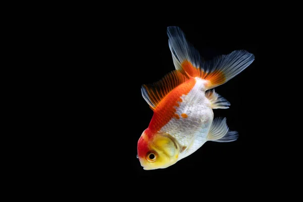 Pez Dorado Aislado Sobre Fondo Negro Oscuro —  Fotos de Stock