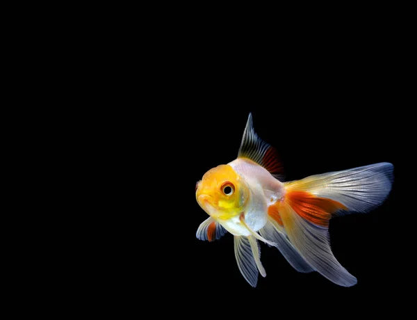 Goldfish Isolado Fundo Preto Escuro — Fotografia de Stock