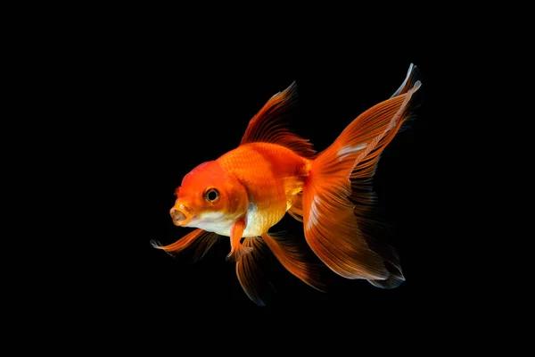 Goldfish Isolado Fundo Preto Escuro — Fotografia de Stock