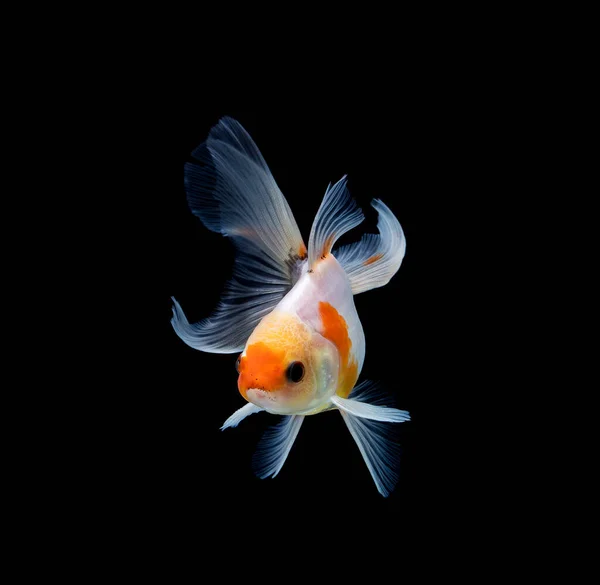 Goldfish Isolado Fundo Preto Escuro — Fotografia de Stock