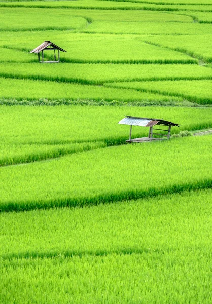 Hermoso Campo Arroz Verde Con Terrazas — Foto de Stock