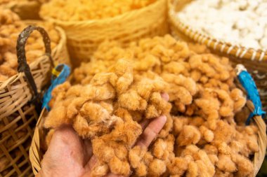 Beyaz ipek pamuk ağacı, Ceiba, Kapok, Java pamuğu