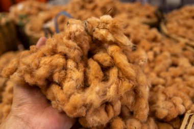 Beyaz ipek pamuk ağacı, Ceiba, Kapok, Java pamuğu