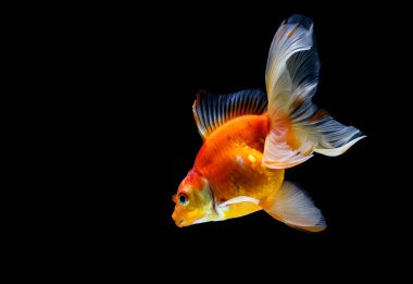 Japon balığı koyu siyah bir arkaplanda izole edilmiş.