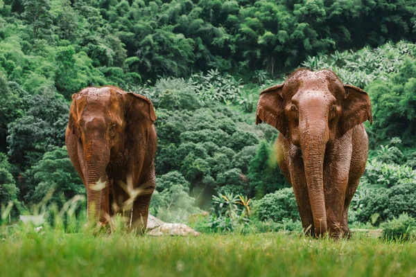 Elefante Asiático Uma Natureza Floresta Profunda Tailândia — Fotografia de Stock