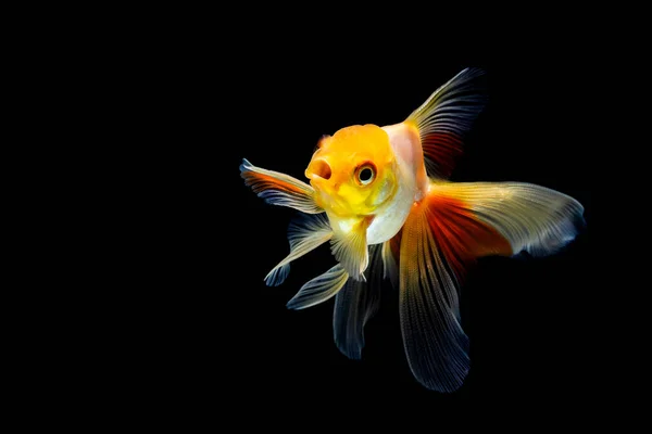 Goldfish Isolated Dark Black Background — Stock Photo, Image