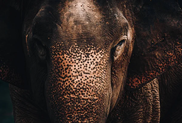 Gajah Asia Alam Hutan Dalam Thailand — Stok Foto