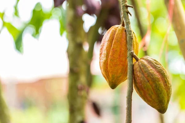 Kakao Ağacı (Theobroma kakaosu). Doğada organik kakao meyve kabukları.