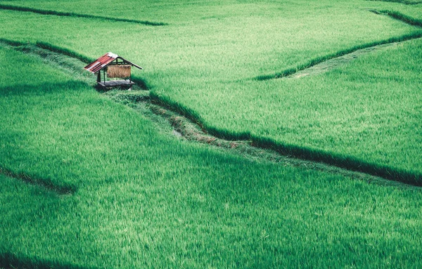 Beautiful Green Terraced Rice Field — Stock Photo, Image