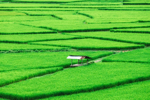 Красиве Зелене Рисове Поле — стокове фото