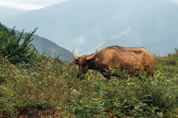 Asiatische Büffel Wilde Wasserbüffel Bewohnen Tropische — Stockfoto