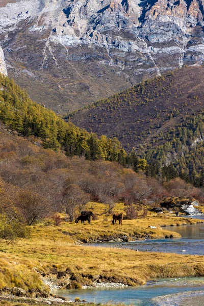 Farbenfroh Herbstlichen Wald Und Schneeberg Yading Naturreservat Dem Letzten Shangri — Stockfoto