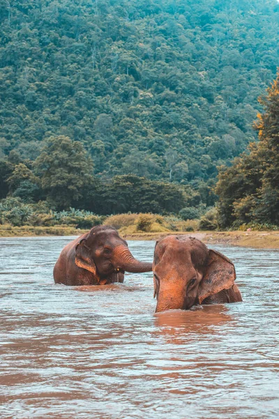 Ασιατικός Ελέφαντας Μια Φύση Βαθύ Δάσος Στην Ταϊλάνδη — Φωτογραφία Αρχείου
