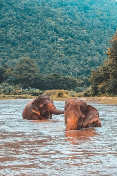 Elefante Asiático Uma Natureza Floresta Profunda Tailândia — Fotografia de Stock