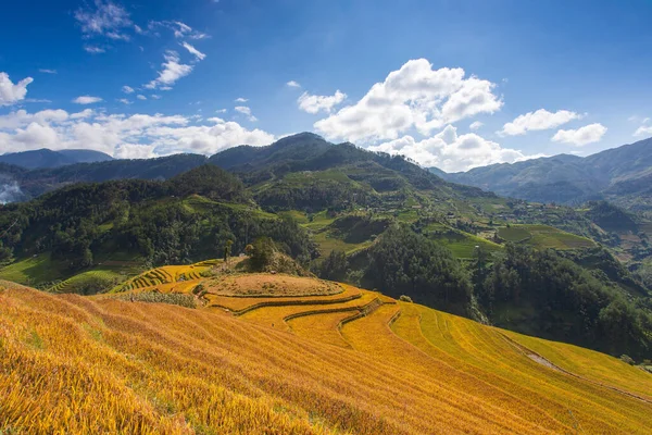 Zelená Rýžová Pole Terasách Muchangchai Vietnam Rýžová Pole Připravují Sklizeň — Stock fotografie