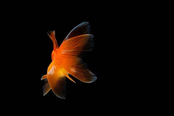 Japon Balığı Koyu Siyah Bir Arkaplanda Izole Edilmiş — Stok fotoğraf