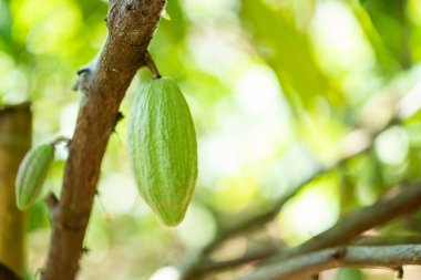Kakao Ağacı (Theobroma kakaosu). Doğada organik kakao meyve kabukları.
