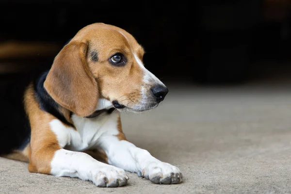 Puppy Hond Scheurt Bal Uit Elkaar Beagle Hond Purebred — Stockfoto