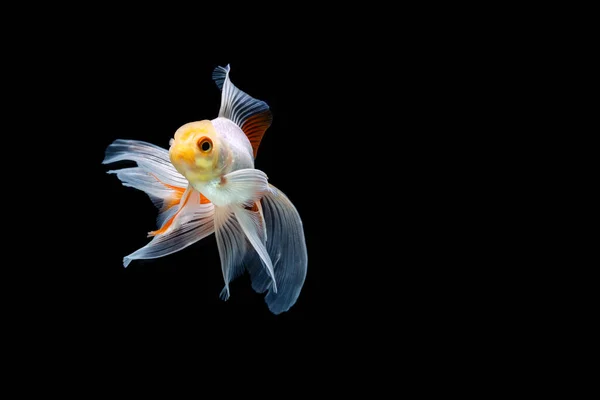 Goldfish Isolado Fundo Preto Escuro — Fotografia de Stock