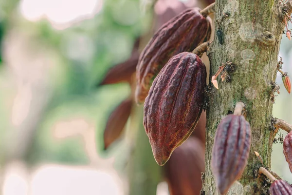 Kakao Ağacı (Theobroma kakaosu). Doğada organik kakao meyve kabukları.