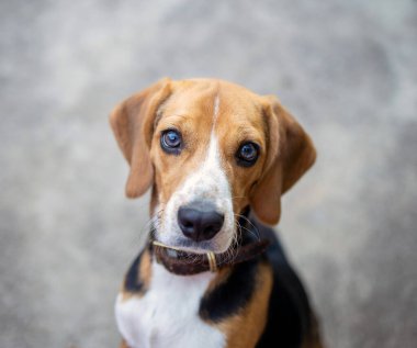 Güzel av köpeği beyazı izole etmiş.