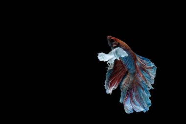 Beta balığı, siyam savaşçısı balıklar, siyah arka planda izole edilmiş betta ihtişamı.