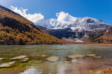 Sonbahar ormanlarında ve Yading doğa koruma alanındaki kar dağlarında renkli son Shangri la